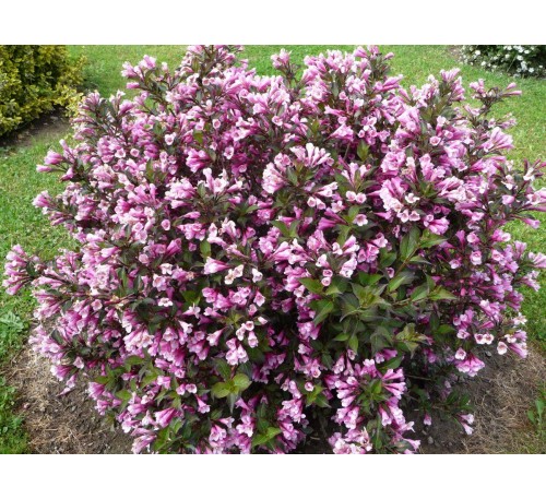 Вейгела цветущая Пурпуреа Нана (Purpurea Nana) С2